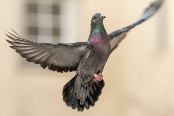 istock pigeon with wings spread flying through a street 1434931895