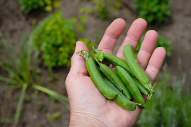 istock Green pea pods in a farmer's hand. 1434932090