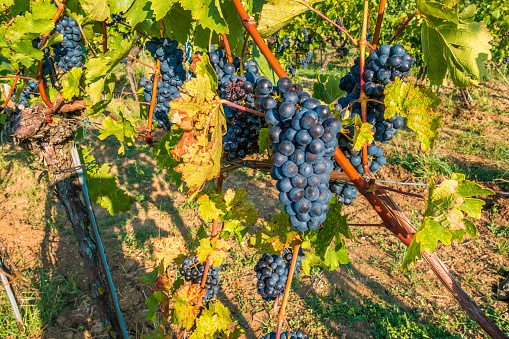 ripe bunch of grapes in wineyard in autumn