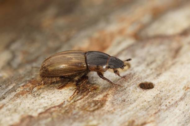 istock Aphodius (Dung beetle) on a wooden surface, close-up 1434935016