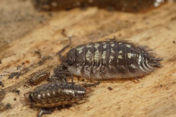 istock Common woodlouse (Oniscus asellus) on a stone, close-up 1434935025