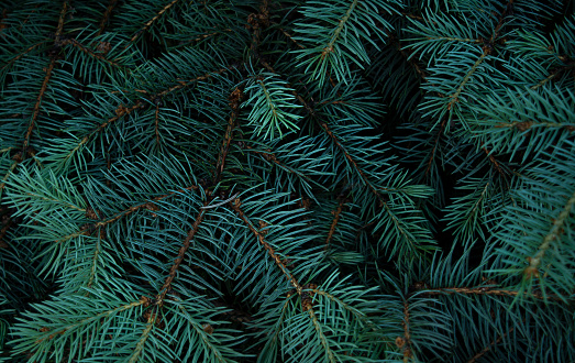 Dark background texture of fir branches for Christmas card. Copy space.