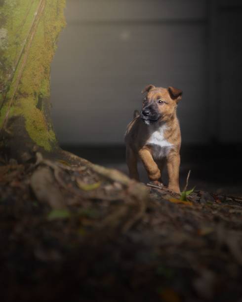 istock Cute orange dog next to the tree covered in moss. 1434939277