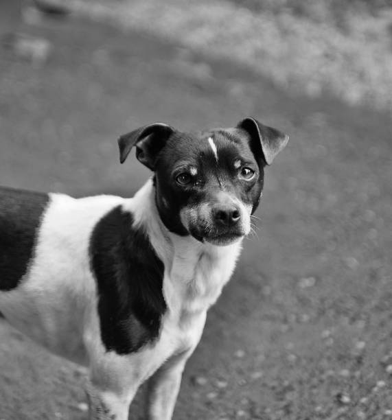 istock Black and white of a Rat Terrier dog. 1434939309