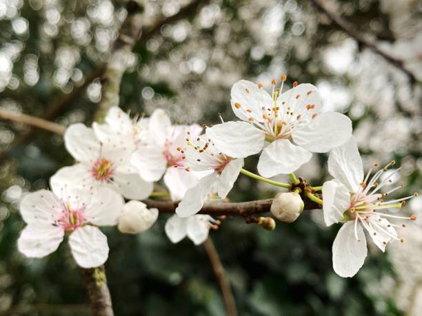 istock Close-Up Of White Cherry Blossoms In Spring 1434940804