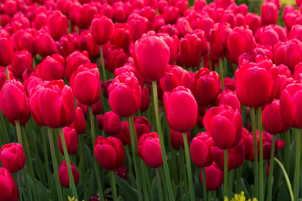 istock Beautiful Pink Tulips in garden 1434940920