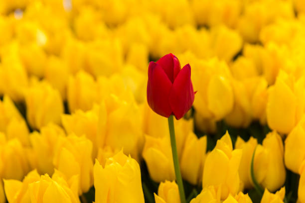 istock Red tulip with yellow tulips background 1434940946
