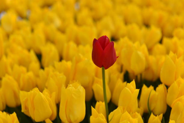 istock Red tulip with yellow tulips background 1434940963