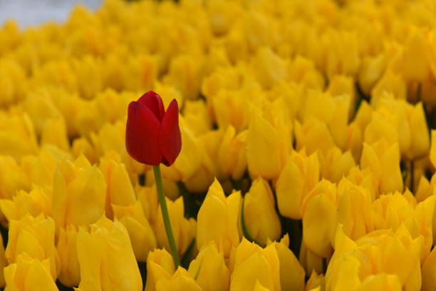 istock Red tulip with yellow tulips background 1434940988