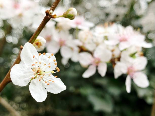 istock Close-Up Of White Cherry Blossoms In Spring 1434941066
