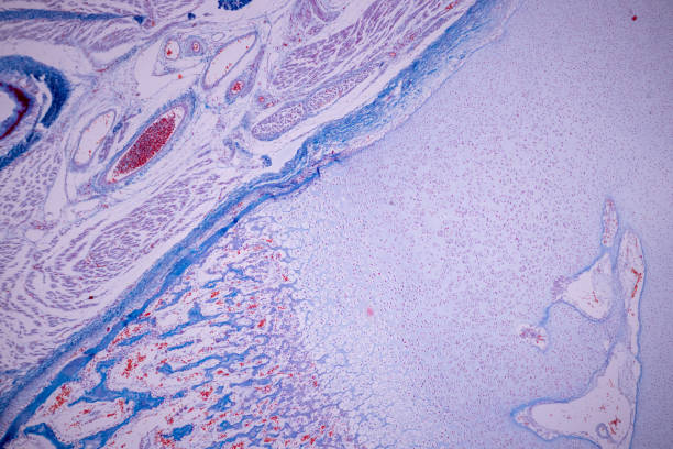 istock Hyaline cartilage, Elastic cartilage and Bone Human. 1434941528