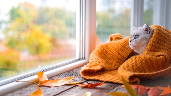 The Scottish cat rests on the windowsill and wraps himself in a warm knitted sweater. The kitten looks out the window. Copy space.