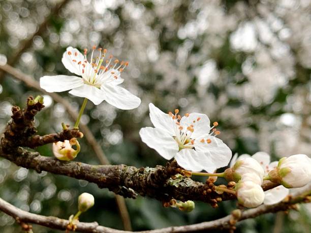istock Close-Up Of White Cherry Blossom Tree 1434941854