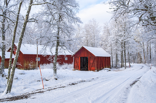Snowy road by red barns in a wintry landscape