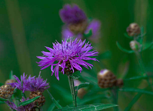 istock herbaceous plant on a green meadow close-up 1434943886