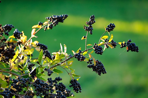 A closeup shot of the berries on a bush
