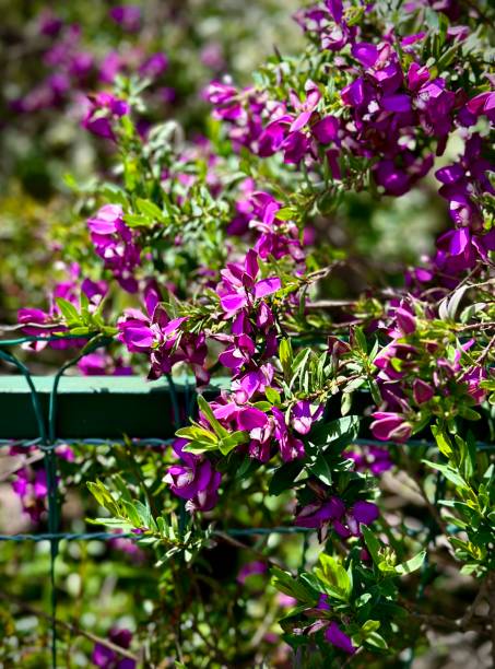 istock Purple flowers on a fence 1434945689