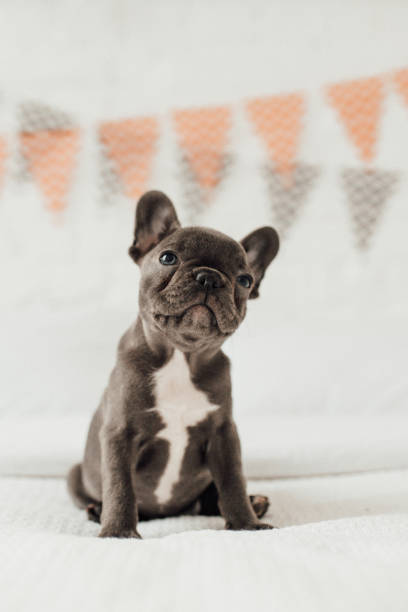 divertente adorabile cucciolo di bulldog francese blu carino con zucca bianca alle vacanze di halloween - pumpkin small orange holiday foto e immagini stock