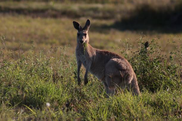 istock Gray kangaroo in the meadow during the daytime 1434947643
