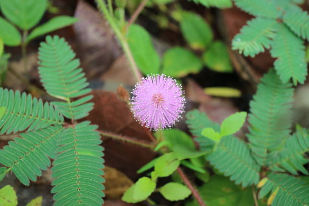 미모사 푸디카 꽃이라는 아름다운 둥근 분홍색 꽃 - sensitive plant 뉴스 사진 이미지