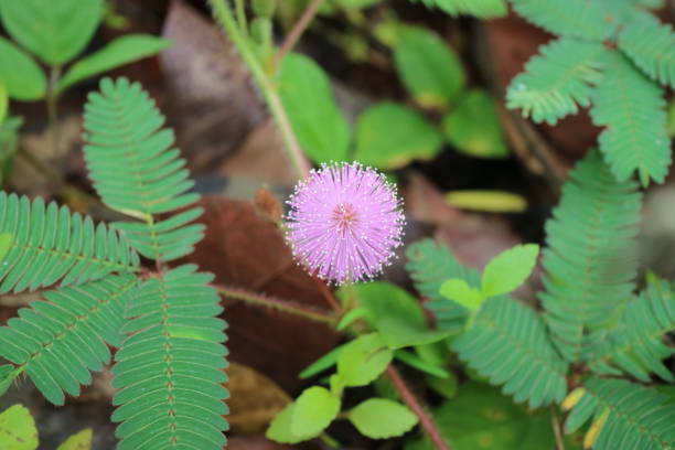 A beautiful round pink flower named Mimosa pudica flower a photo of a beautiful round pink flower named Mimosa pudica flower sensitive plant stock pictures, royalty-free photos & images