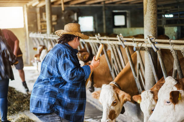 istock Young curvy farmer woman working inside cowshed - Focus on hat 1434950087