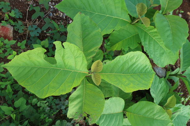 istock Teak tree shoots with wide green leaves 1434950401