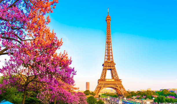 torre eiffel con fiori di magnolia. vista primaverile su parigi, francia. - spring magnolia flower sky foto e immagini stock