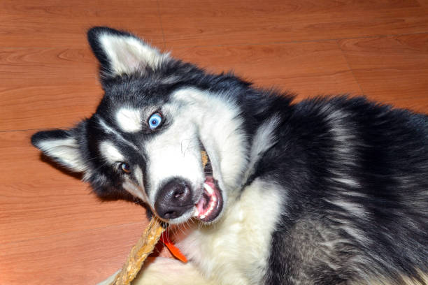 istock Husky dog chews on a stick. 1434951218