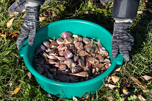 a farmer in gloves picks garlic with his hands. farmer planting garlic.