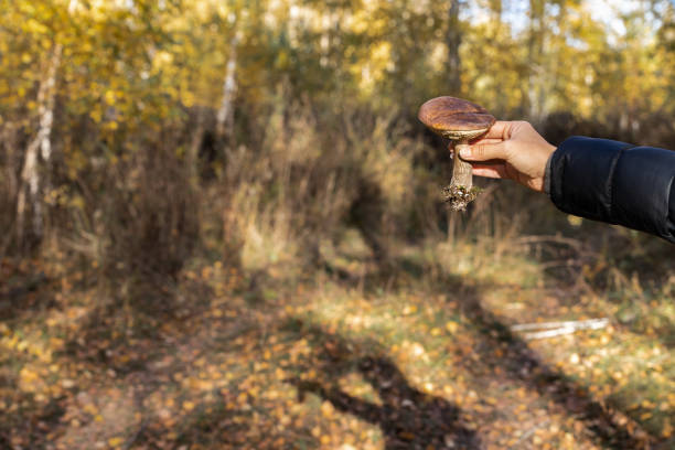 a man holds a plucked mushroom in his hand. hand holding a mushroom. picking mushrooms