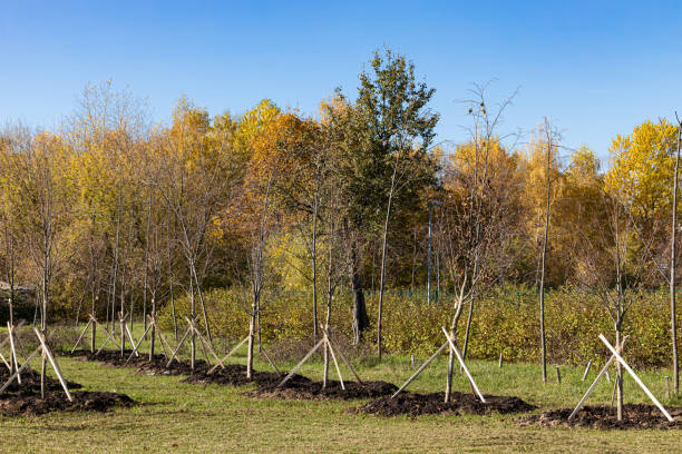 istock planting young trees in the city park. 1434952413