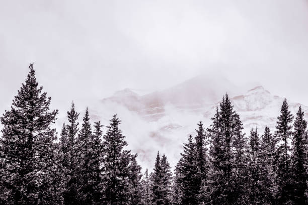 istock Pine Trees in the Rockies 1434952774