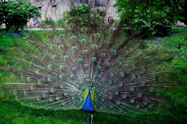 istock Peacock with fanned tail in Wilhelm zoo, Stuttgart, Germany. 1434953449