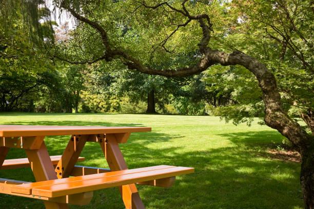 nuovo tavolo da picnic vuoto in pineta su un prato verde in un parco pubblico - parco naturale foto e immagini stock