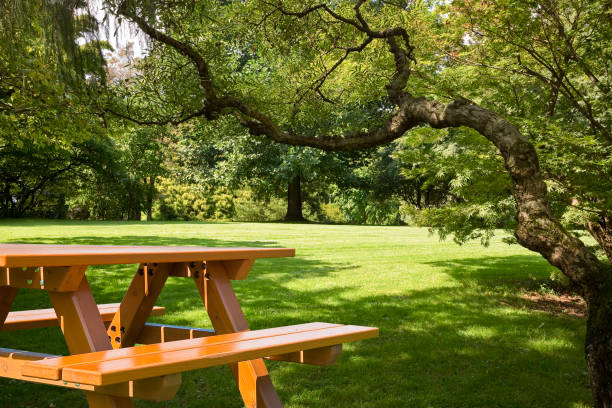New empty pine wood picnic table on a green meadow in a public park stock photo