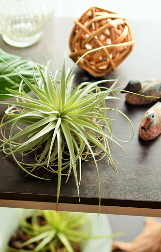 decorating air plant in the living room.