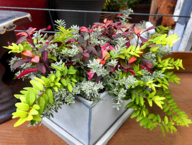 istock colorful leaves in a pot. 1434956883