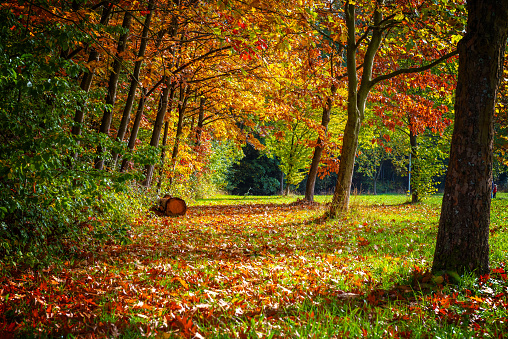 Prächtige Herbstfarben im Oktober