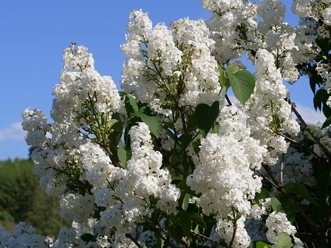 Blooming Syringa vulgaris Monument