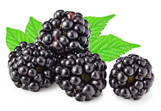 istock blackberries with leaves isolated on white background. clipping path 1434957772