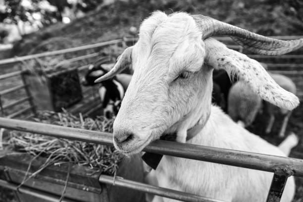 istock Young horned goat on a farm 1434958895