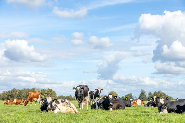 istock Cows in a field, grazing and lying down, a pack black white and red, herd together happy and joyful 1434960150