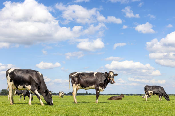 풀을 뜯는 들판의 젖소, 흑인과 백인 젖소, 푸른 목초지 풍경에서 고개를 숙이고 - polder field meadow landscape 뉴스 사진 이미지
