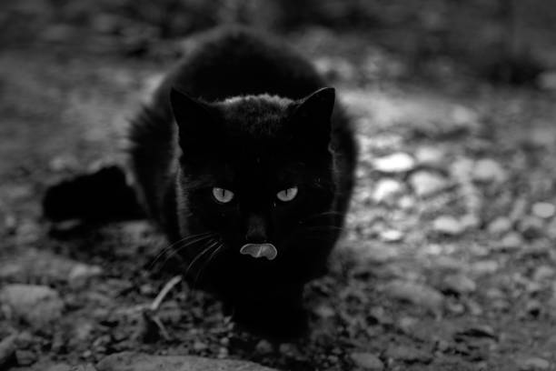 istock Cats eating in the street 1434960849