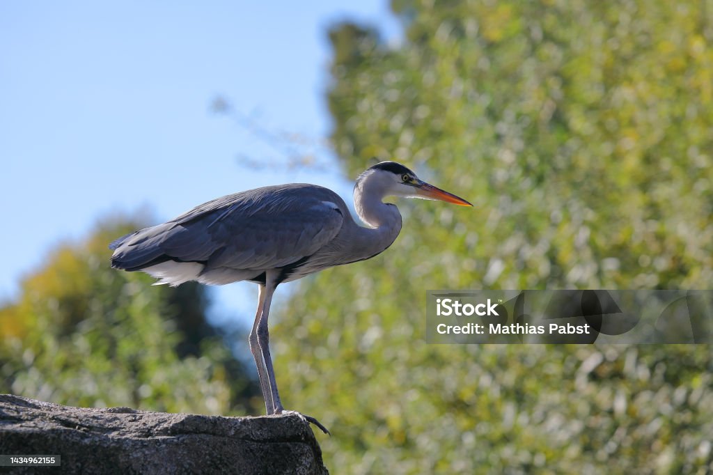 Grey heron - Ardea cinerea - backlit by sunshine with soft bokeh effects from trees. Bird perched on rock in Frankfurt, Germany Animal Stock Photo