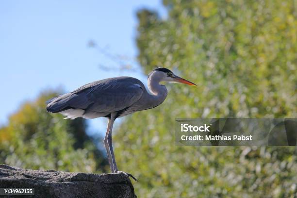 Grey Heron Ardea Cinerea Backlit By Sunshine With Soft Bokeh Effects From Trees Bird Perched On Rock In Frankfurt Germany Stock Photo - Download Image Now