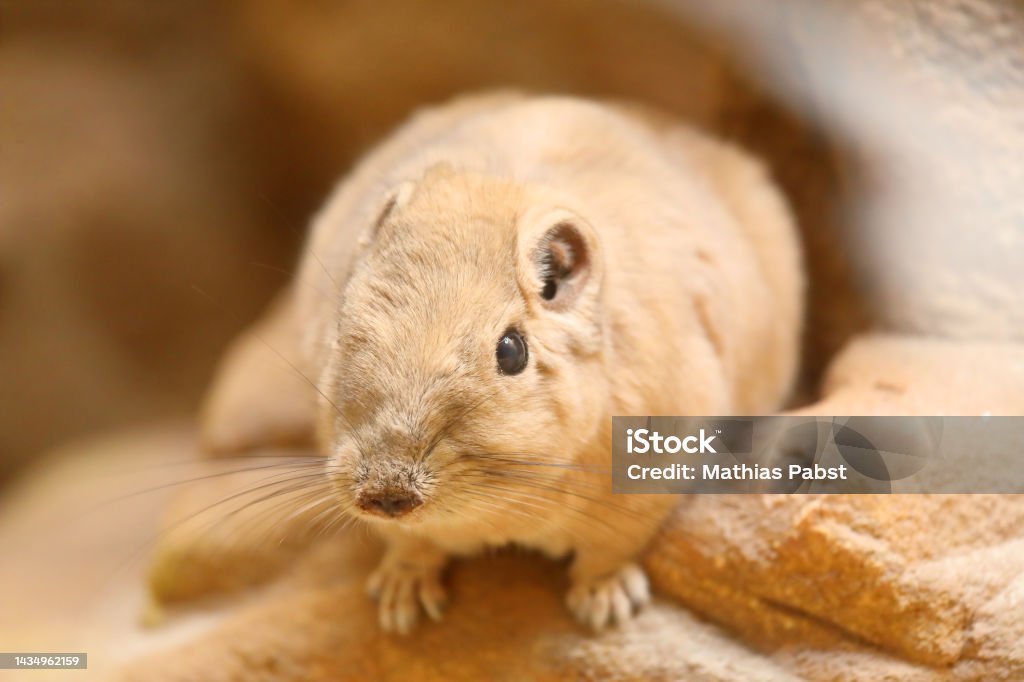 The common gundi - Ctenodactylus gundi - is a species of rodent in the family Ctenodactylidae. It is found in Algeria, Libya, Morocco, and Tunisia. Africa Stock Photo