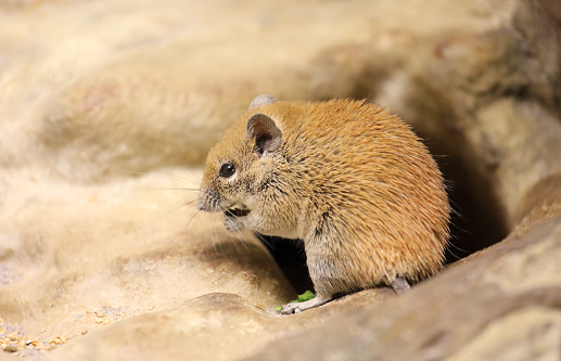 Acomys russatus, a golden spiny mouse, from the middle east eating