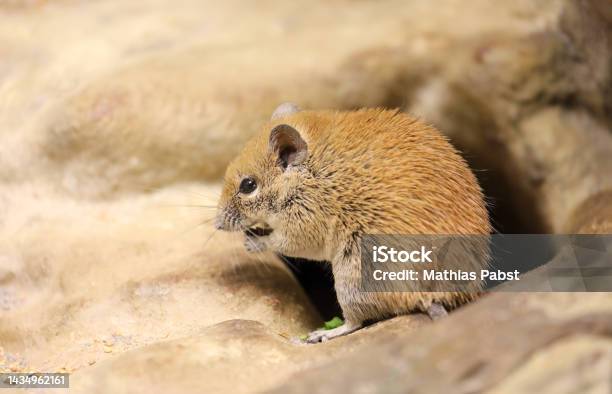 Acomys Russatus A Golden Spiny Mouse From The Middle East Eating Stock Photo - Download Image Now